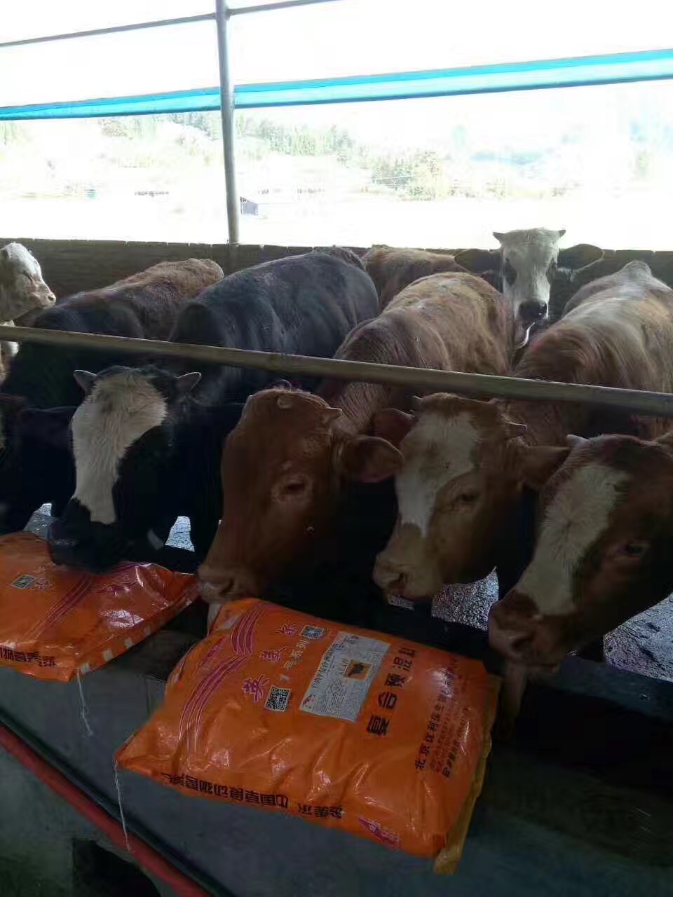 建筑砌块制造 第447页