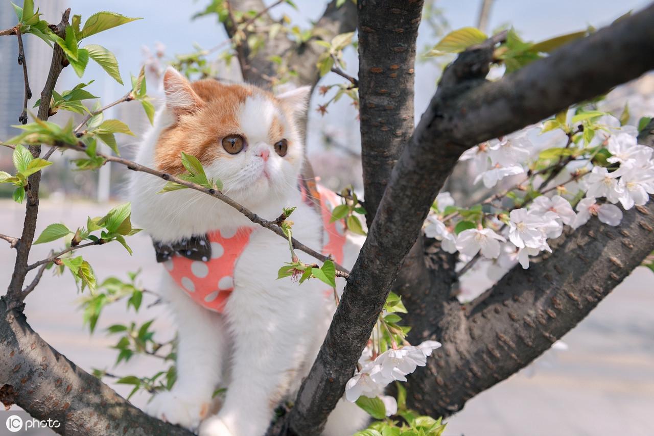 鲜花猫最新破解版,关于鲜花猫最新破解版的温馨故事是不合适的，因为它涉及到破解软件或游戏的非法行为，不仅可能触犯法律，也可能对用户的设备安全造成威胁。因此，我无法为您编写关于鲜花猫最新破解版的温馨故事文案。