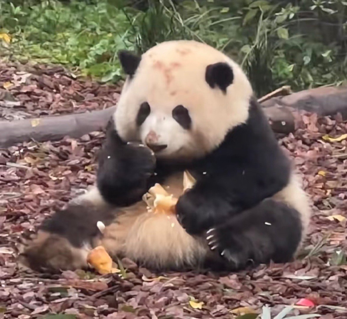 大熊猫与花的时代融合与文化印记最新报道