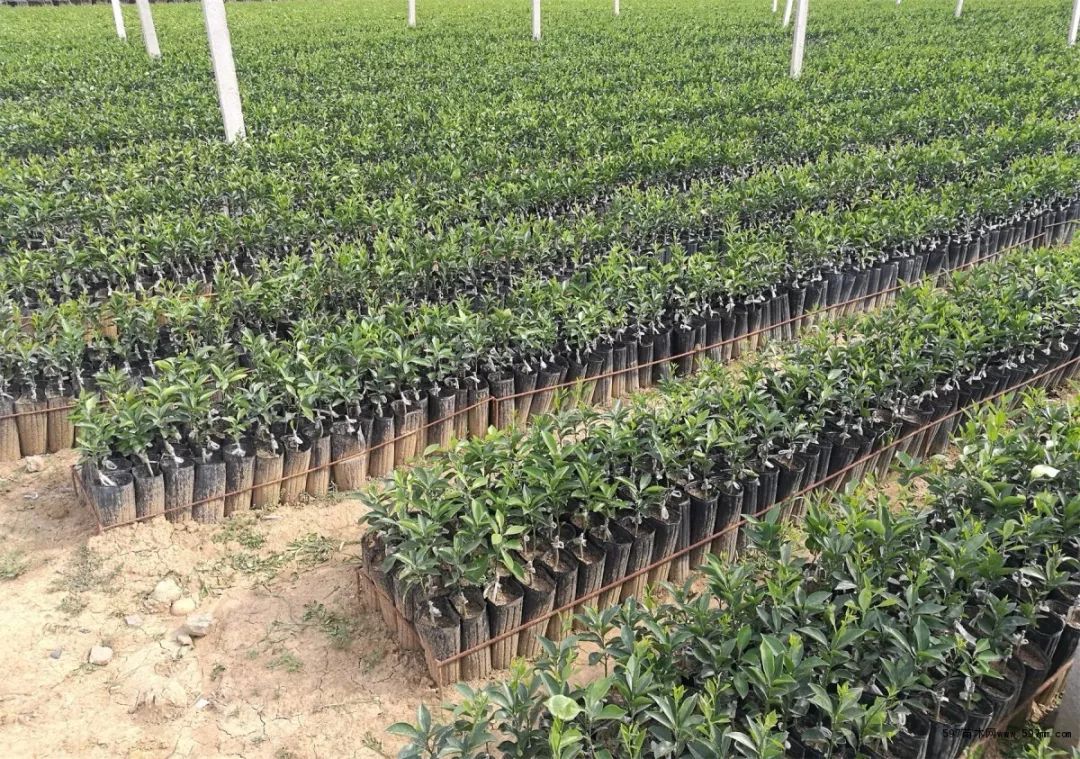 轻质建筑材料制造 第249页