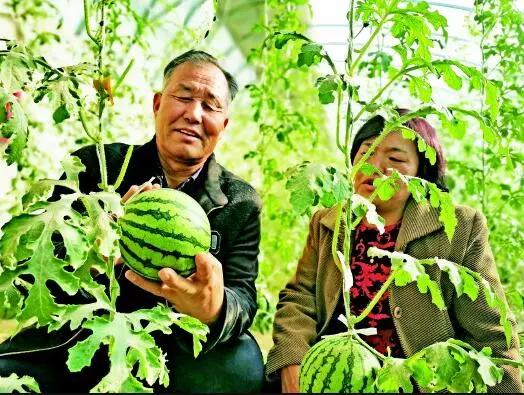 敦煌种业引领农业科技革新，开启未来生活新篇章