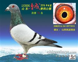 山东鲁成公棚最新通知，自然美景探索之旅邀请启动