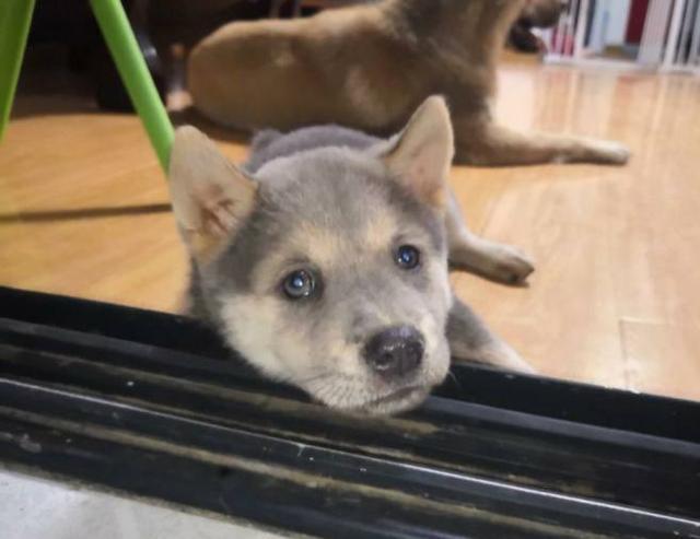 中华田园犬价格与探索自然美景的旅行体验