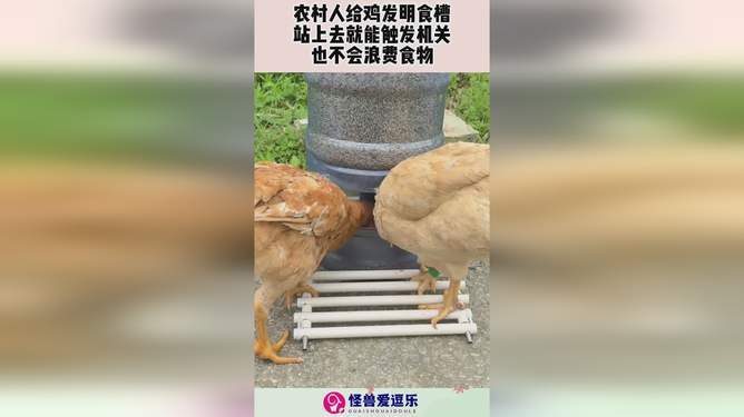 最新鸡食槽，变化中学习，铸就自信与成就之路